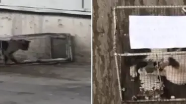 Sucuk alan kediyi kafese koyup, cezalandırdılar iddiası