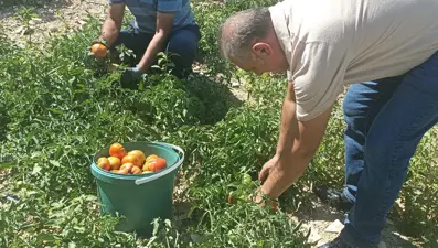 Kayısı meyve vermeyince domates ekti: Hasat etmeye başladı