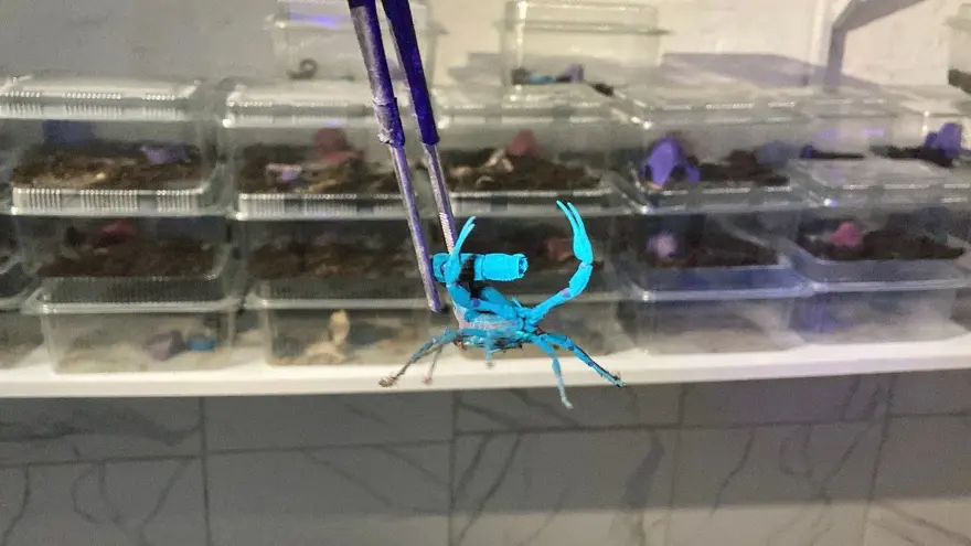 TÜRKİYE'DE AKREP YETİŞTİRİCİLİĞİ 4