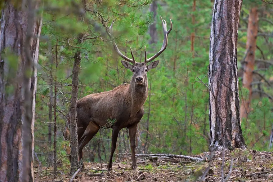 25 gün boyunca kamp kurup kızıl geyiklerin peşinde koştu 25 gün boyunca kamp kurup kızıl geyiklerin peşinde koştu