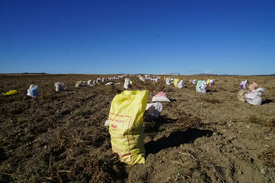 Bir ilçenin geçim kaynağı: Kilosu 15 ile 20 liradan satılıyor Bir ilçenin geçim kaynağı: Kilosu 15 ile 20 liradan satılıyor