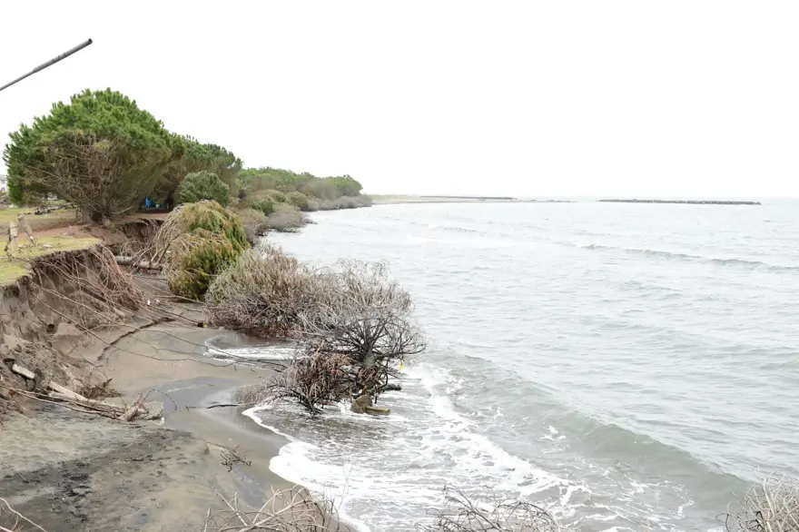Terme Ovası'nda kıyı erozyonu ağaçları devirdi 5