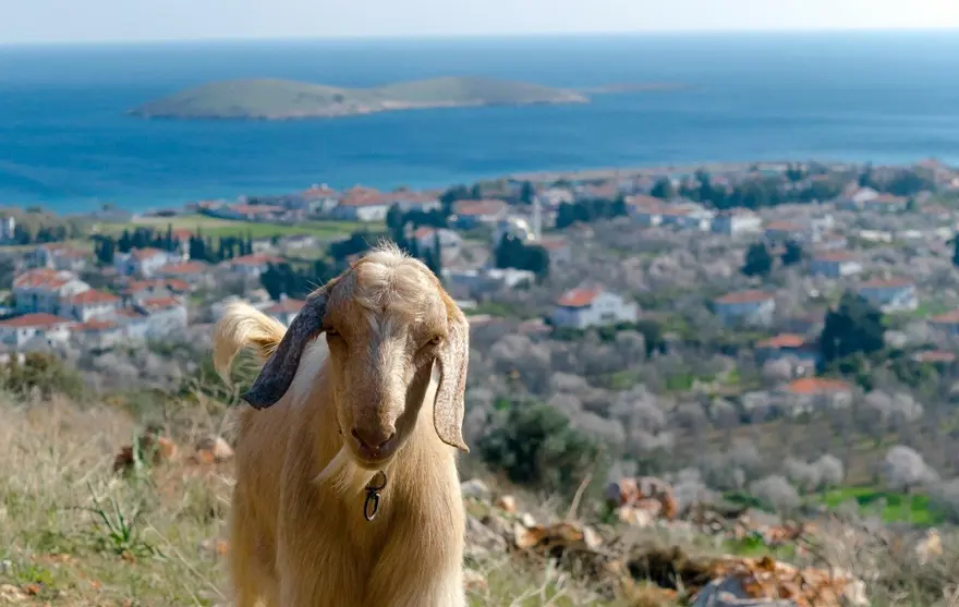 Bir ilçe karantinaya alındı: Mavi dil hastalığı 3