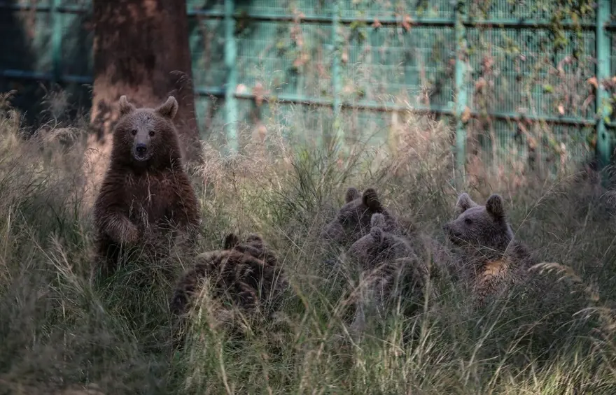 Türkiye'nin tek ayı barınağı Ovakorusu'nun maskotu oldular 1