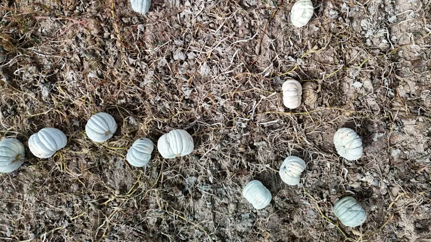 Psikolojiye iyi geldiği söyleniyor: Tarla fiyatı 20 lira 