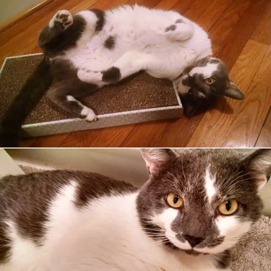 Hayatını kedileri kurtarmaya adadı 135