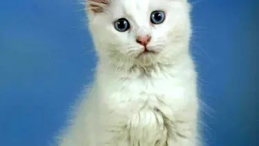 Van kedileri podyuma çıkacak