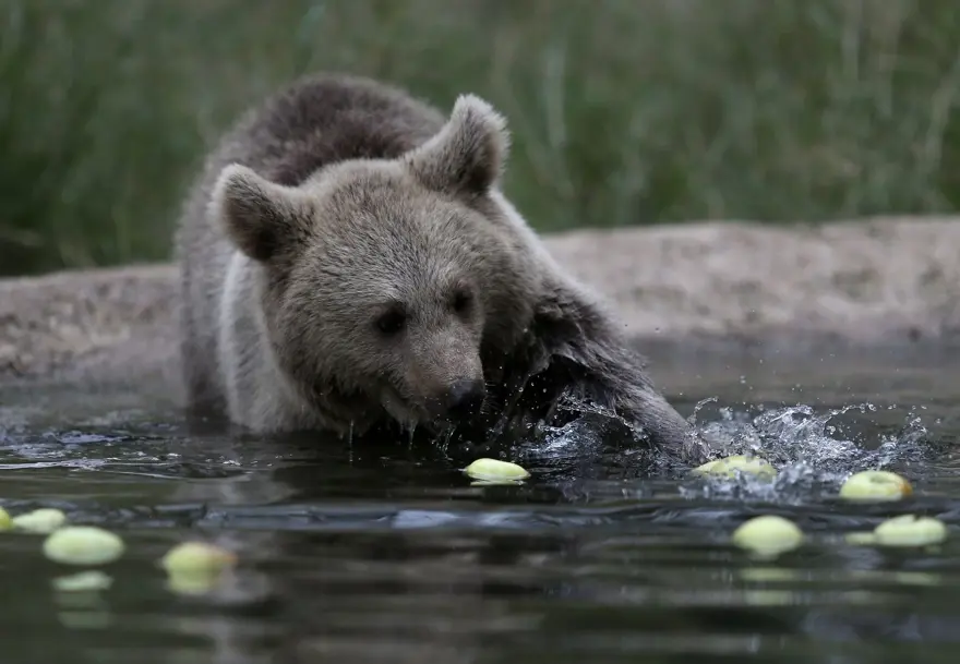 Türkiye'nin tek ayı barınağı Ovakorusu'nun maskotu oldular 26