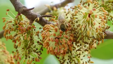 Mersin'de arıların organik bal mesaisi