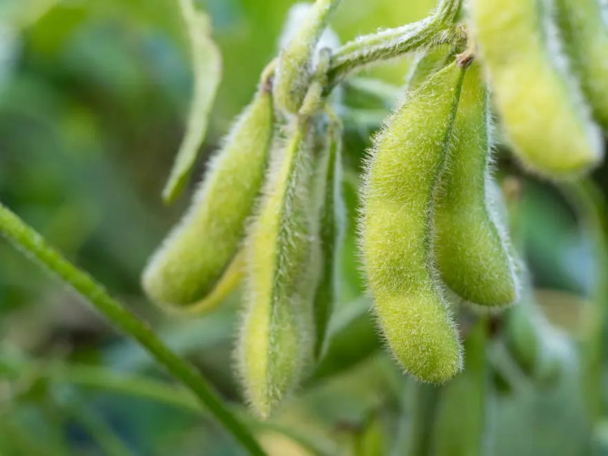 Meme kanseri vakaları artıyor: 6 besini tüketmek riski azaltabilir 