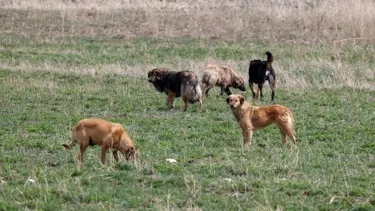 Muğla'da sahipsiz köpekler çocuğa saldırdı