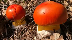 Ormandan topluyorlar! Uzmanı uyardı: Zehirliyor