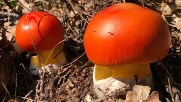 Ormandan topluyorlar! Uzmanı uyardı: Zehirliyor