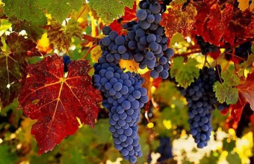 7- Problemleri üzümle çözün 7