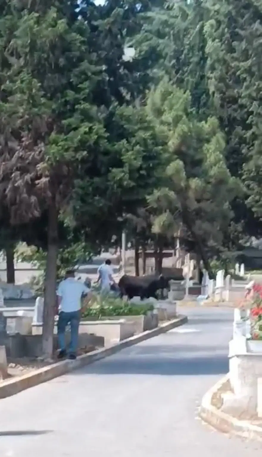 İstanbul’da boğa mezarlığa daldı: 2 yaralı 5
