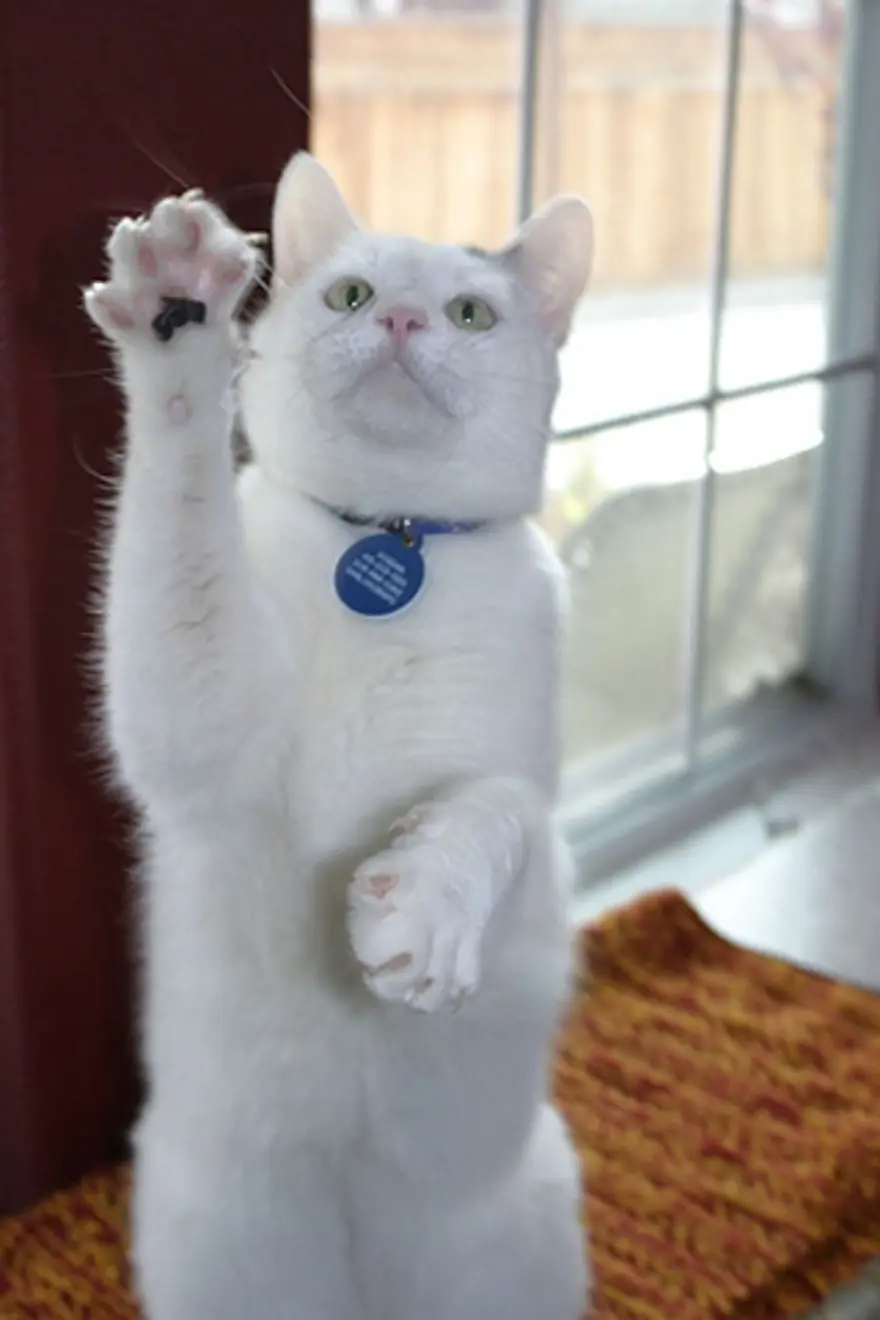 Poz verme sanatı 11