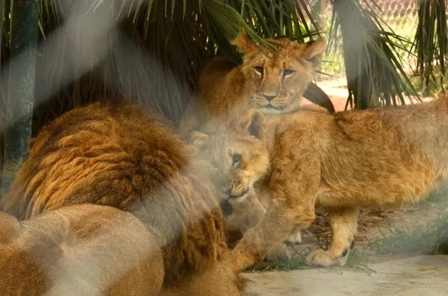 Yavru aslanlar babalarına kavuştu 2