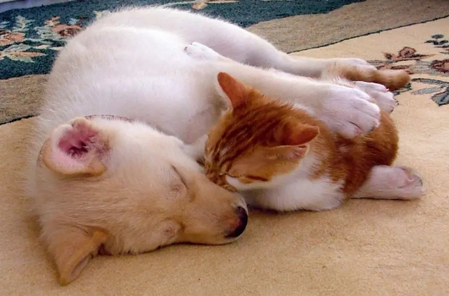 16. SORU: Sokakta bulunan ev hayvanı sahiplenilmek istenmezse ne olacak? 15 16. SORU: Sokakta bulunan ev hayvanı sahiplenilmek istenmezse ne olacak? 15