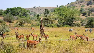 Kenya'da safari heyecanı