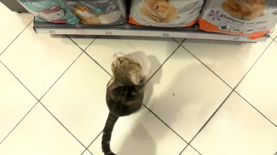 Zorla mama aldıran 'dilenci kedi' 7