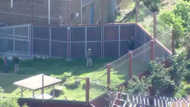 Avustralya'da sergiden kaçan aslanlar paniğe neden oldu