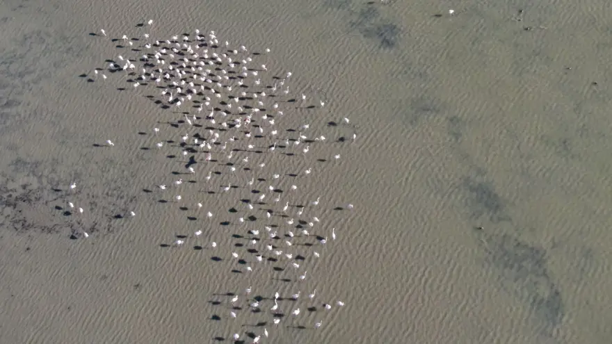 Flamingoların muhteşem kış dansı 12