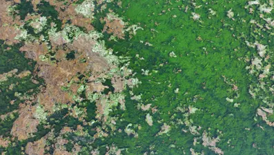 Halk arasında "deniz marulu" olarak biliniyor: İzmir Körfezi'ni kapladı