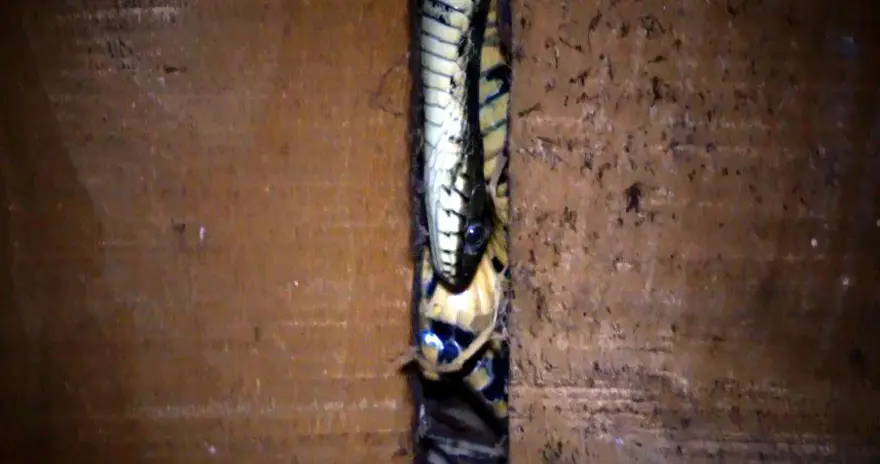 Evlerine giren yılanlar nedeniyle zor günler geçiriyorlar 