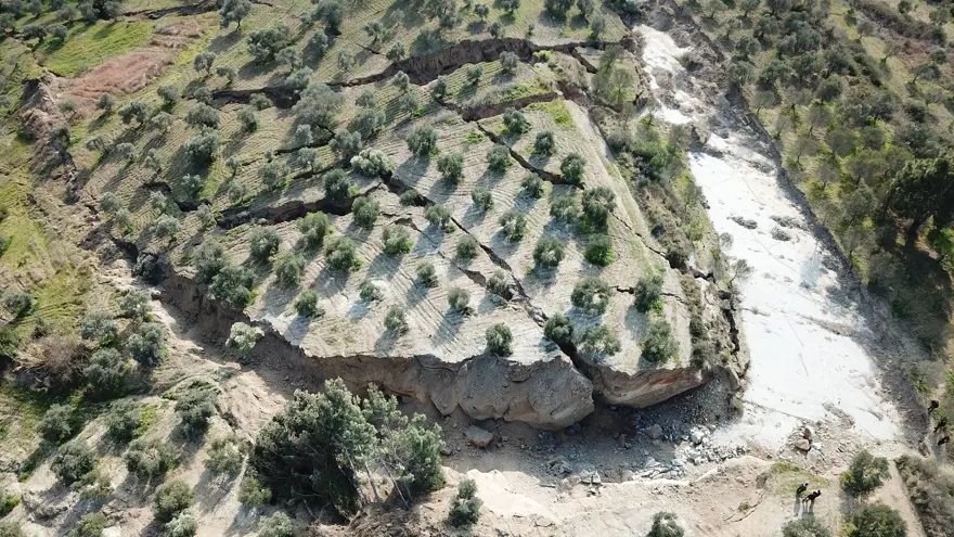 Depremin ardından Hatay'daki zeytinliklerde dev yarıklar 9