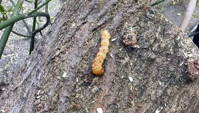 Bu böcek türüne dikkat! Bakanlık kırmızı bültenle "Aranıyor" afişi hazırladı
