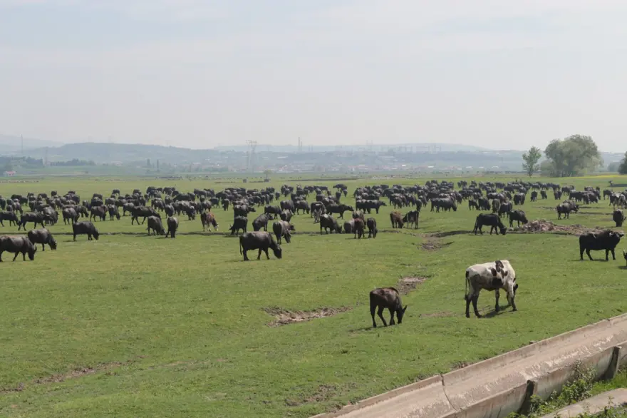 Afrika Serengeti Parkı değil Balıkesir Ovası 21