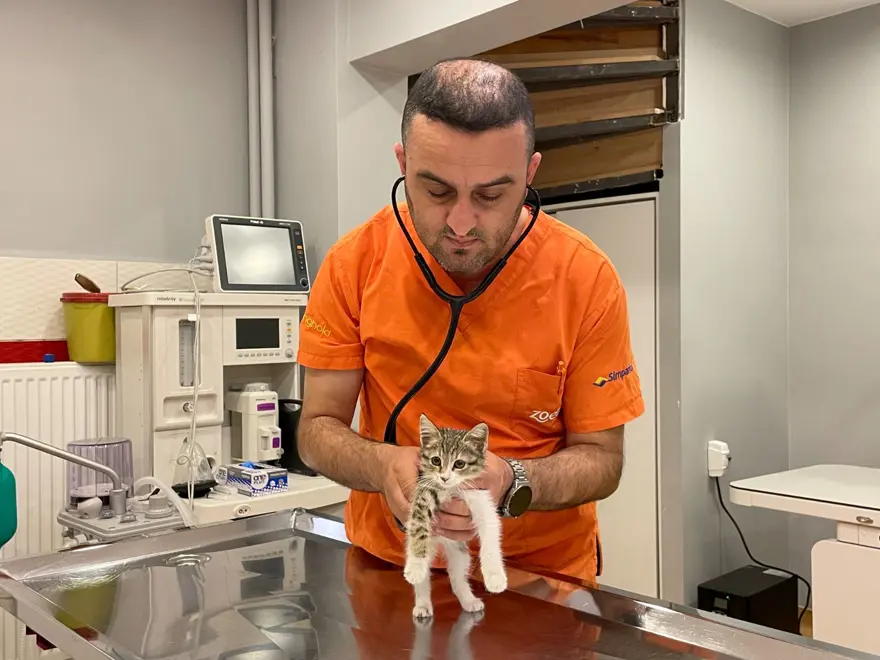 Bu kedi tavuk sesi çıkarıyor! 6