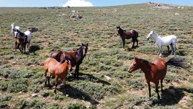 Özgürlüğün sembolü 'Yılkı atları' 2 bin 300 rakımlı yaylada havadan görüntülendi