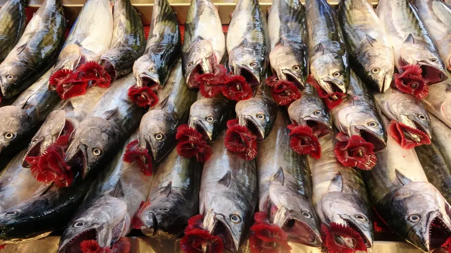 Av yasağı bitti, palamutun fiyatı düştü 7