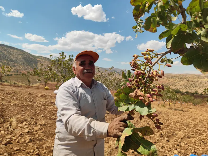 Aşırı sıcaklık ve kuraklık verimi düşürdü: Yanma ve rekolte kaybı var 3