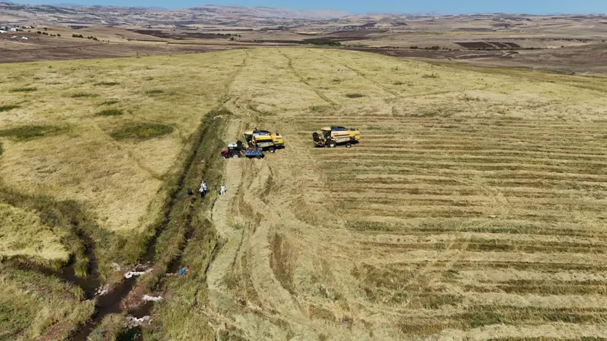 6 milyon lira maliyeti var: Hasadı 2 hafta sürecek 4