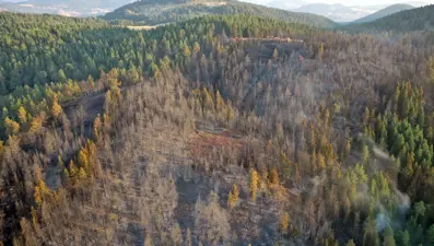 Çankırı'daki orman yangını kontrol altında