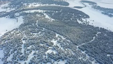 Sarıçam ormanları beyaza büründü