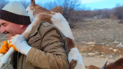 Dağda doğan buzağıyı 5 kilometre sırtında taşıdı