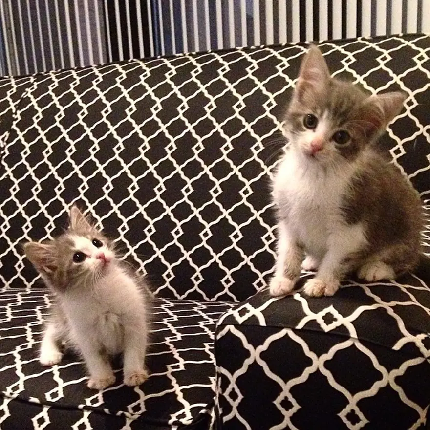 Hayatını kedileri kurtarmaya adadı 52