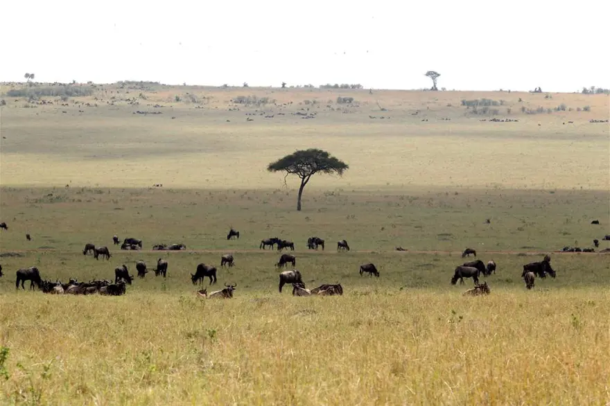 'Doğanın gözyaşı' 9