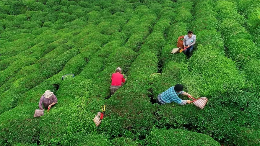 2025 çay bedeli ne kadar? Bakanlık yaş çay alım fiyatını açıkladı 