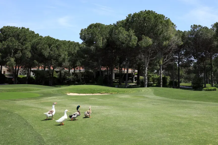 Yılda 500 bin oyunun oynandığı sahada şimdi ördekler geziyor 