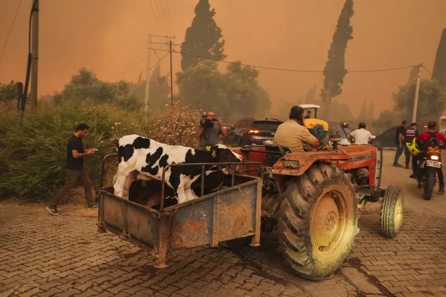 Ödemiş'te kahreden fotoğraflar: Alevlerden kaçış 9 Ödemiş'te kahreden fotoğraflar: Alevlerden kaçış 9