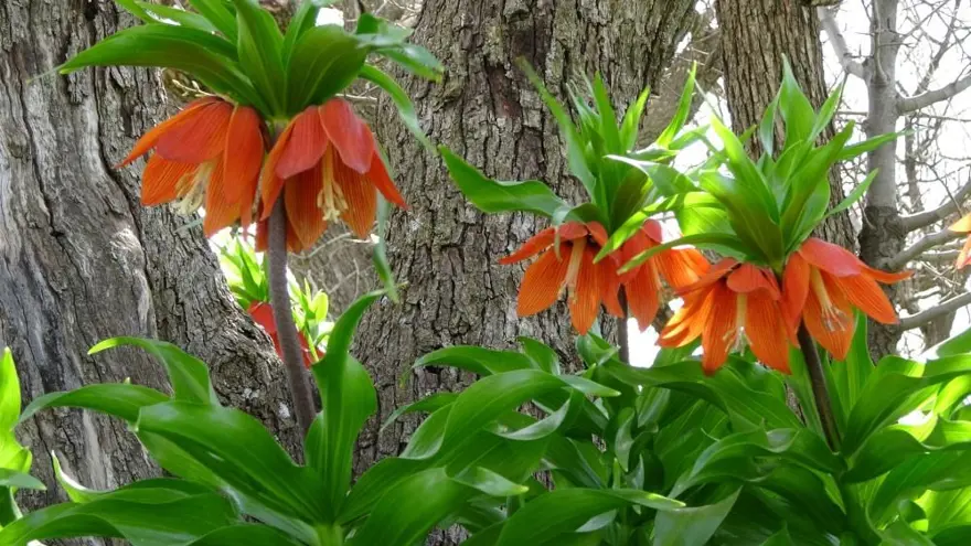 Yılın sadece 20 günü yaşıyor, başında nöbet tutuyorlar: Koparmanın cezası 244 bin lira! 6