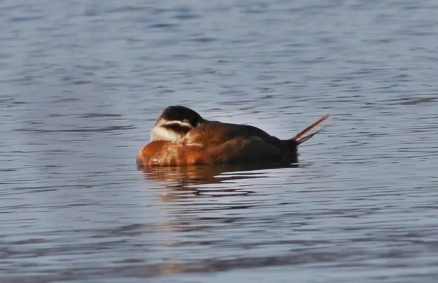 Hersek Lagünü'nde kuş türü sayısı 238'e yükseldi 1 Hersek Lagünü'nde kuş türü sayısı 238'e yükseldi 1