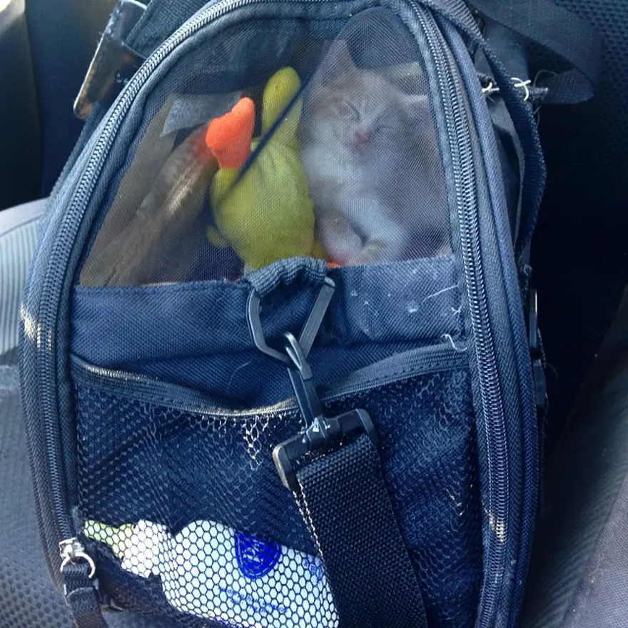 Hayatını kedileri kurtarmaya adadı 41