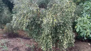 Üreticinin yüzünü güldürdü: Rekolte düşük ama kalite yüksek