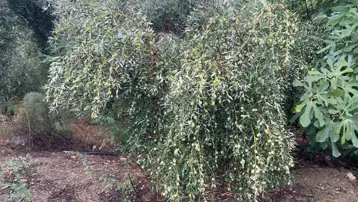 Üreticinin yüzünü güldürdü: Rekolte düşük ama kalite yüksek