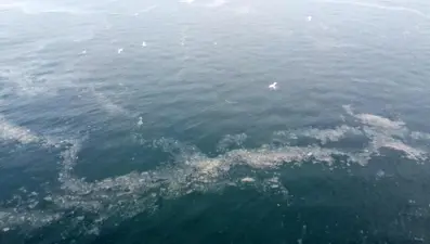 Kabus geri döndü: Adalar'daki müsilaj havadan görüntülendi